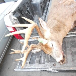 big buck hunting in Maine