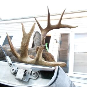 ten point buck trophy